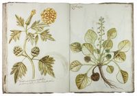 Questo libro di piante dipinte al naturale f fatto da Tommaso Maria Chellini cittadino fiorentino abitante in Villa a Scandicci.