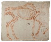 Studio per scheletro di cavallo (recto). Schizzo per cavallo visto da tergo e studio di zampa (verso).