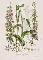 Flore illustrée de Nice et des Alpes-Maritimes. Iconographie des orchidées.