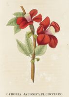 L'antotrofia, ossia la coltivazione dei fiori [...]cogli emblemi ideati e disposti dal bibliofilo Marco Malagoli Vecchj.