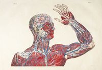 Planches anatomiques du corps humain excutes d'aprs les dimensions naturelles...