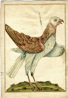 Uccello rapace.