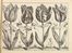  Langlois Franois : Livre de Fleurs ou sont represents touttes sortes de Tulippes, Narcisses, Iris et plusieurs autres fleurs avec diversits d'Oiseaux, Mouches, et Papillons, le tout fait apres le naturel...  Barthlmy Gaultier, Lonard Gaultier  (Magonza,, 1561 - Parigi,, 1641), Claude Savary  - Asta Manoscritti, Incunaboli, Autografi e Libri a stampa - Libreria Antiquaria Gonnelli - Casa d'Aste - Gonnelli Casa d'Aste