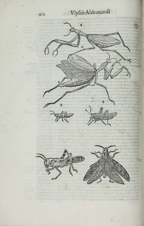  Aldrovandi Ulisse : De animalibus insectis libri septem, cum singulorum iconibus ad vivum expressis...  Giovanni Luigi Valesio  - Asta Manoscritti, Libri, Autografi, Stampe & Disegni - Libreria Antiquaria Gonnelli - Casa d'Aste - Gonnelli Casa d'Aste