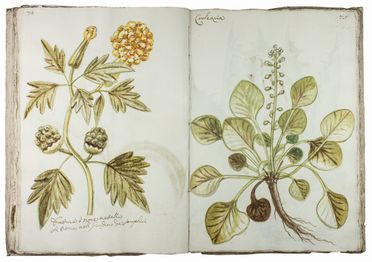  Chellini Tommaso Maria : Questo libro di piante dipinte al naturale fù fatto da Tommaso Maria Chellini cittadino fiorentino abitante in Villa a Scandicci.  - Asta Manoscritti, Libri, Autografi, Stampe & Disegni - Libreria Antiquaria Gonnelli - Casa d'Aste - Gonnelli Casa d'Aste