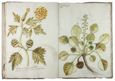  Chellini Tommaso Maria : Questo libro di piante dipinte al naturale f fatto da Tommaso Maria Chellini cittadino fiorentino abitante in Villa a Scandicci. Botanica, Figurato, Scienze naturali, Collezionismo e Bibiografia  - Auction Manuscripts, Books, Autographs, Prints & Drawings - Libreria Antiquaria Gonnelli - Casa d'Aste - Gonnelli Casa d'Aste