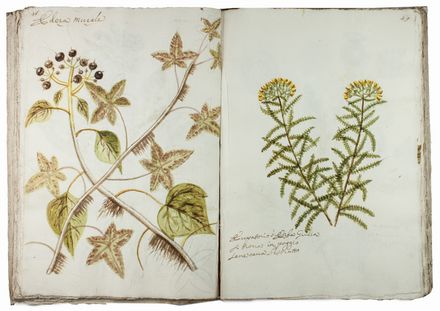  Chellini Tommaso Maria : Questo libro di piante dipinte al naturale fù fatto da Tommaso Maria Chellini cittadino fiorentino abitante in Villa a Scandicci.  - Asta Manoscritti, Libri, Autografi, Stampe & Disegni - Libreria Antiquaria Gonnelli - Casa d'Aste - Gonnelli Casa d'Aste
