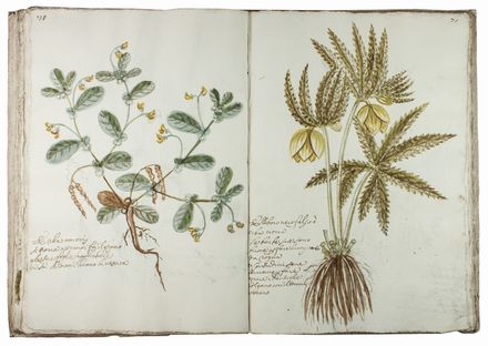  Chellini Tommaso Maria : Questo libro di piante dipinte al naturale fù fatto da Tommaso Maria Chellini cittadino fiorentino abitante in Villa a Scandicci.  - Asta Manoscritti, Libri, Autografi, Stampe & Disegni - Libreria Antiquaria Gonnelli - Casa d'Aste - Gonnelli Casa d'Aste