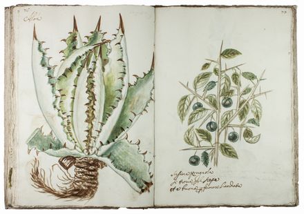  Chellini Tommaso Maria : Questo libro di piante dipinte al naturale fù fatto da Tommaso Maria Chellini cittadino fiorentino abitante in Villa a Scandicci.  - Asta Manoscritti, Libri, Autografi, Stampe & Disegni - Libreria Antiquaria Gonnelli - Casa d'Aste - Gonnelli Casa d'Aste