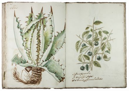  Chellini Tommaso Maria : Questo libro di piante dipinte al naturale f fatto da Tommaso Maria Chellini cittadino fiorentino abitante in Villa a Scandicci.  - Asta Manoscritti, Libri, Autografi, Stampe & Disegni - Libreria Antiquaria Gonnelli - Casa d'Aste - Gonnelli Casa d'Aste