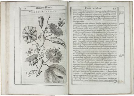  Aldini Tobia : Exactissima descriptio rariorum quarundam plantarum, quae continentur Romae in Horto Farnesiano.  Pietro Castelli, Jacopo Ligozzi  (1547 - 1626), Giuseppe Caletti (detto il Cremonese)  (attivo a Cremona e Ferrara, 1600)  - Asta Manoscritti, Libri, Autografi, Stampe & Disegni - Libreria Antiquaria Gonnelli - Casa d'Aste - Gonnelli Casa d'Aste