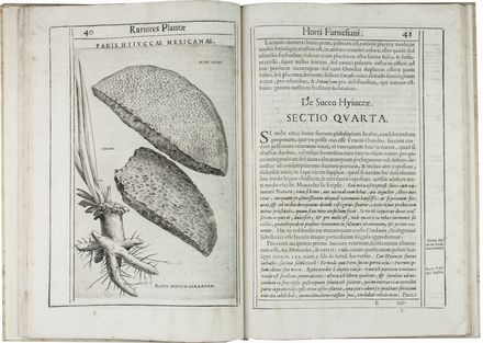  Aldini Tobia : Exactissima descriptio rariorum quarundam plantarum, quae continentur Romae in Horto Farnesiano.  Pietro Castelli, Jacopo Ligozzi  (1547 - 1626), Giuseppe Caletti (detto il Cremonese)  (attivo a Cremona e Ferrara, 1600)  - Asta Manoscritti, Libri, Autografi, Stampe & Disegni - Libreria Antiquaria Gonnelli - Casa d'Aste - Gonnelli Casa d'Aste