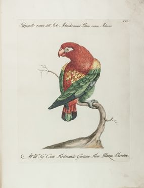  Manetti Saverio : Storia naturale degli uccelli trattata con metodo [...]. Tomo primo. Uccelli, Scienze naturali, Figurato, Scienze naturali, Collezionismo e Bibiografia  Violante Lampredi Vanni  ( - 1776), Lorenzo Lorenzi  - Auction Manuscripts, Books, Autographs, Prints & Drawings - Libreria Antiquaria Gonnelli - Casa d'Aste - Gonnelli Casa d'Aste