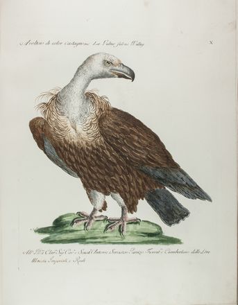  Manetti Saverio : Storia naturale degli uccelli trattata con metodo [...]. Tomo primo.  Violante Lampredi Vanni  ( - 1776), Lorenzo Lorenzi  - Asta Manoscritti, Libri, Autografi, Stampe & Disegni - Libreria Antiquaria Gonnelli - Casa d'Aste - Gonnelli Casa d'Aste