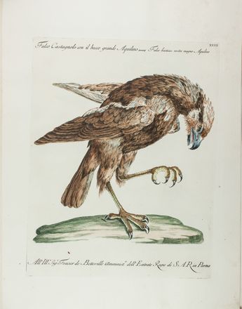  Manetti Saverio : Storia naturale degli uccelli trattata con metodo [...]. Tomo primo.  Violante Lampredi Vanni  ( - 1776), Lorenzo Lorenzi  - Asta Manoscritti, Libri, Autografi, Stampe & Disegni - Libreria Antiquaria Gonnelli - Casa d'Aste - Gonnelli Casa d'Aste