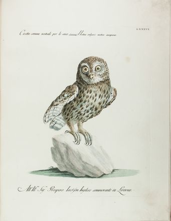  Manetti Saverio : Storia naturale degli uccelli trattata con metodo [...]. Tomo primo.  Violante Lampredi Vanni  ( - 1776), Lorenzo Lorenzi  - Asta Manoscritti, Libri, Autografi, Stampe & Disegni - Libreria Antiquaria Gonnelli - Casa d'Aste - Gonnelli Casa d'Aste