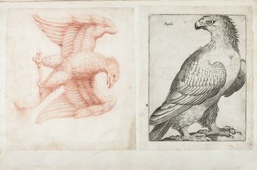  Ferdinando Morozzi  (Siena, 1723 - 1785) : Lotto composto di 3 album di stampe e disegni di vegetali e animali realizzati da Ferdinando Morozzi.  - Auction Manuscripts, Books, Autographs, Prints & Drawings - Libreria Antiquaria Gonnelli - Casa d'Aste - Gonnelli Casa d'Aste