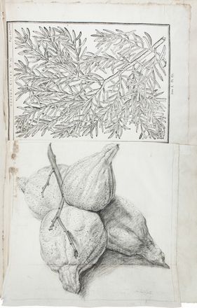  Ferdinando Morozzi  (Siena, 1723 - 1785) : Lotto composto di 3 album di stampe e disegni di vegetali e animali realizzati da Ferdinando Morozzi.  - Asta Manoscritti, Libri, Autografi, Stampe & Disegni - Libreria Antiquaria Gonnelli - Casa d'Aste - Gonnelli Casa d'Aste