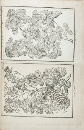  Ferdinando Morozzi  (Siena, 1723 - 1785) : Lotto composto di 3 album di stampe e disegni di vegetali e animali realizzati da Ferdinando Morozzi.  - Asta Manoscritti, Libri, Autografi, Stampe & Disegni - Libreria Antiquaria Gonnelli - Casa d'Aste - Gonnelli Casa d'Aste