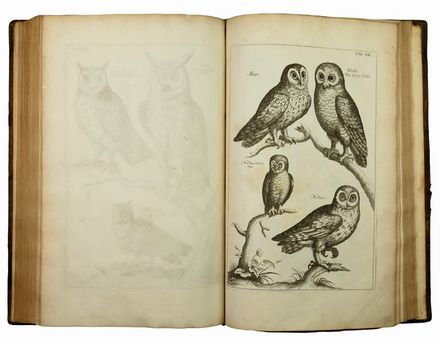  Willughby Francis : Ornithologiae Libri Tres...  Frederick Hendrik (van) Hove  ( - 1698), William Faithorne, William Sherwin  - Asta Libri, Grafica - Libreria Antiquaria Gonnelli - Casa d'Aste - Gonnelli Casa d'Aste