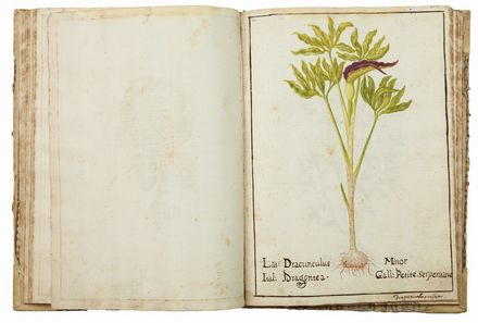 Erbario manoscritto. Botanica, Figurato, Scienze naturali, Collezionismo e Bibiografia  - Auction Books, Prints and Drawings - Libreria Antiquaria Gonnelli - Casa d'Aste - Gonnelli Casa d'Aste