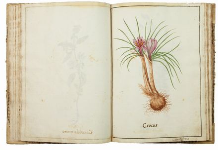 Erbario manoscritto. Botanica, Figurato, Scienze naturali, Collezionismo e Bibiografia  - Auction Books, Prints and Drawings - Libreria Antiquaria Gonnelli - Casa d'Aste - Gonnelli Casa d'Aste