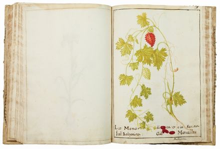 Erbario manoscritto. Botanica, Figurato, Scienze naturali, Collezionismo e Bibiografia  - Auction Books, Prints and Drawings - Libreria Antiquaria Gonnelli - Casa d'Aste - Gonnelli Casa d'Aste