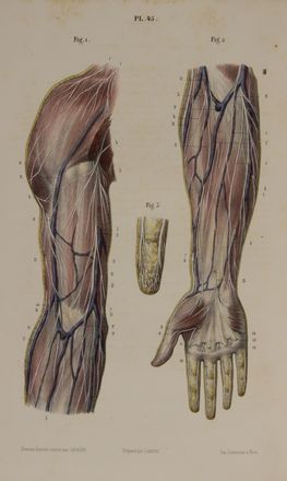  Hirschfeld Ludwig Moritz : N�vrologie ou description et iconographie du syst�me nerveux et des organes des sens... Medicina  - Auction BOOKS, MANUSCRIPTS AND AUTOGRAPHS - Libreria Antiquaria Gonnelli - Casa d'Aste - Gonnelli Casa d'Aste