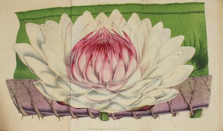  Lemaire Charles Antoine [e altri] : Flore des serres et des jardins de L'Europe...tome troisieme. Figurato, Botanica, Scienze naturali, Collezionismo e Bibiografia, Scienze naturali  - Auction BOOKS, MANUSCRIPTS AND AUTOGRAPHS - Libreria Antiquaria Gonnelli - Casa d'Aste - Gonnelli Casa d'Aste
