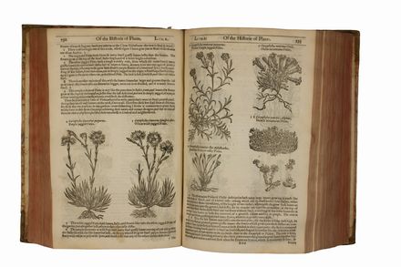  Gerard John : The herball or generall historie of plantes [...] very much enlarged and amended by Thomas Johnson... Botanica, Figurato, Scienze naturali, Collezionismo e Bibiografia  - Auction BOOKS, MANUSCRIPTS AND AUTOGRAPHS - Libreria Antiquaria Gonnelli - Casa d'Aste - Gonnelli Casa d'Aste