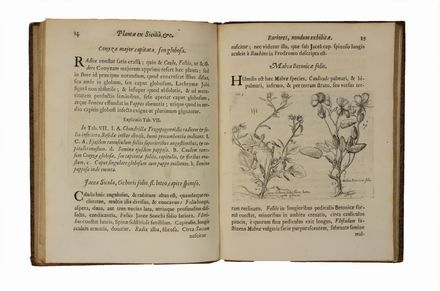  Boccone Paolo : Icones & descriptiones rariorum plantarum Siciliae, Melitae, Galliae, & Italiae...  - Asta Libri, manoscritti e autografi - Libreria Antiquaria Gonnelli - Casa d'Aste - Gonnelli Casa d'Aste