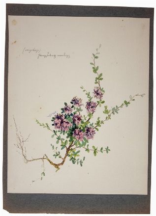  Guido Arnolfo Gentile  (Firenze, 1885 - 1966) : Profilo di bimbo.  - Asta Stampe, Disegni e Dipinti dal XVI al XX secolo - Libreria Antiquaria Gonnelli - Casa d'Aste - Gonnelli Casa d'Aste