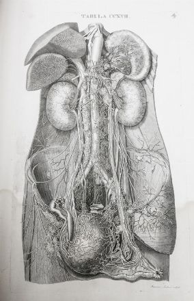  Caldani Leopoldo Marco Antonio, Caldani Floriano : Icones anatomicae quotquot sunt celebriores ex optimis neotericorum operibus summa diligentia depromptae et collectae... (-Volumins tertii sectio altera). Medicina, Figurato, Collezionismo e Bibliografia  - Auction Books, Manuscripts & Autographs - Libreria Antiquaria Gonnelli - Casa d'Aste - Gonnelli Casa d'Aste