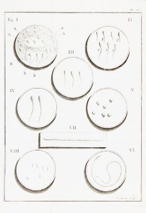  Spallanzani Lazzaro : Opuscoli di fisica animale e vegetabile... Medicina, Biologia, Medicina  Domanico Cagnoni  (Verona,  - 1797)  - Auction Books, Manuscripts & Autographs - Libreria Antiquaria Gonnelli - Casa d'Aste - Gonnelli Casa d'Aste