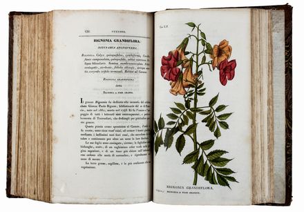  Piccioli Antonio : L'Antotrofia ossia la Coltivazione de' fiori. Botanica, Figurato, Scienze naturali, Collezionismo e Bibliografia  - Auction Books & Graphics. Part II: Books, Manuscripts & Autographs - Libreria Antiquaria Gonnelli - Casa d'Aste - Gonnelli Casa d'Aste