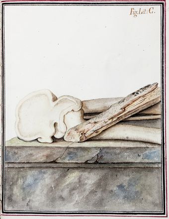 Vargas Macciucca Michele : Dimostrazione dell'origine, causa, ed effetti di una pianta di corallo rosso [...]. Di un osso pietrificato. Di una pietra cavata dalle viscere del mapo di Monti Leucocci di Napoli [...]. E di un grillo ridotto scheletro dalla rugiada...  - Asta Libri & Grafica. Parte II: Autografi, Musica & Libri a Stampa - Libreria Antiquaria Gonnelli - Casa d'Aste - Gonnelli Casa d'Aste