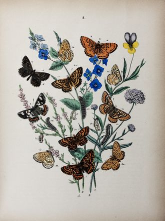  Kirby William Forsell : European Butterflies and Moths. With 61 coloured plates. Based upon Berge's 'Schmetterlingsbuch'. Scienze naturali, Insetti, Scienze naturali  - Auction Books & Graphics. Part II: Books, Manuscripts & Autographs - Libreria Antiquaria Gonnelli - Casa d'Aste - Gonnelli Casa d'Aste