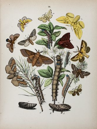  Kirby William Forsell : European Butterflies and Moths. With 61 coloured plates. Based upon Berge's 'Schmetterlingsbuch'.  - Asta Libri & Grafica. Parte II: Autografi, Musica & Libri a Stampa - Libreria Antiquaria Gonnelli - Casa d'Aste - Gonnelli Casa d'Aste