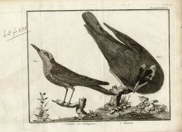  François Nicolas Martinet  (Francia, 1731 - 1800) : Lotto di 12 tavole da Ornithologia di M. J. Brisson.  - Asta Libri & Grafica - Libreria Antiquaria Gonnelli - Casa d'Aste - Gonnelli Casa d'Aste