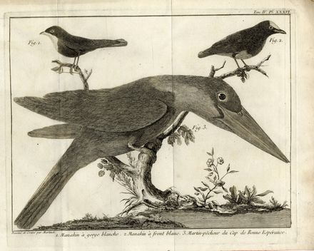  François Nicolas Martinet  (Francia, 1731 - 1800) : Lotto di 12 tavole da Ornithologia di M. J. Brisson.  - Asta Libri & Grafica - Libreria Antiquaria Gonnelli - Casa d'Aste - Gonnelli Casa d'Aste
