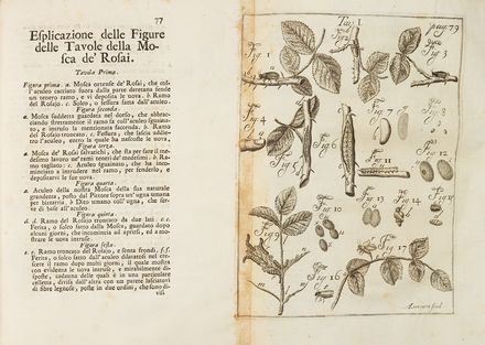  Vallisneri Antonio : Esperienze, ed osservazioni intorno all'Origine, Sviluppi, e Costumi di vari Insetti, con altre spettanti alla Naturale, e Medica Storia...  - Asta Libri & Grafica - Libreria Antiquaria Gonnelli - Casa d'Aste - Gonnelli Casa d'Aste