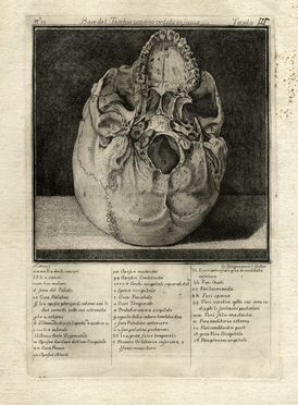  Antonio Cattani  (Piacenza,, ) : Base del teschio umano veduto in faccia/Parte super: del cranio segata...  - Auction Books & Graphics - Libreria Antiquaria Gonnelli - Casa d'Aste - Gonnelli Casa d'Aste