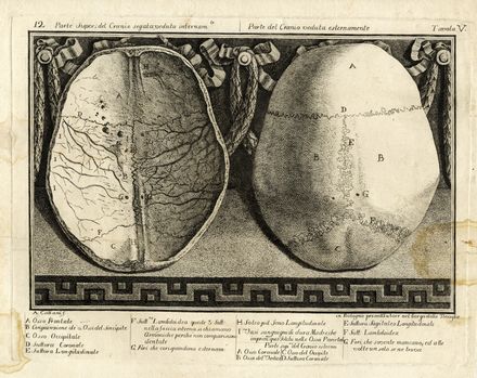  Antonio Cattani  (Piacenza,, ) : Base del teschio umano veduto in faccia/Parte super: del cranio segata...  - Auction Books & Graphics - Libreria Antiquaria Gonnelli - Casa d'Aste - Gonnelli Casa d'Aste