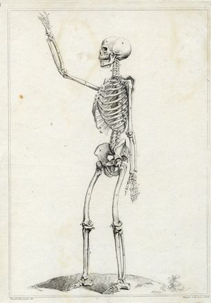  Gabriel Huquier  (Orléans, 1695 - Parigi, 1772) : Scheletro visto da tergo/Scheletro visto di fianco  - Asta Libri & Grafica - Libreria Antiquaria Gonnelli - Casa d'Aste - Gonnelli Casa d'Aste