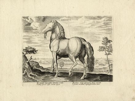  Marcus Sadeler  (Munich, ) : Lotto di 14 tavole e frontespizio da Equile, In quo omnis generis generosissimorum equorum ex varys orbis partibus insignis delectus.  - Auction Books & Graphics - Libreria Antiquaria Gonnelli - Casa d'Aste - Gonnelli Casa d'Aste