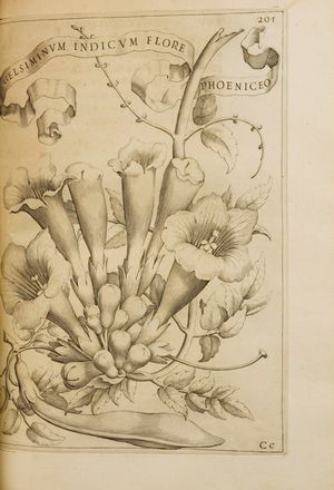  Ferrari Giovanni Battista : Flora overo cultura di fiori  [...] distinta in quattro libri e trasportata dalla lingua latina all'italiana da Lodovico Aureli...  Lodovico Aureli, Anna Maria Vaiana, Guido Reni  (Calvenzano di Vergate, 1575 - Bologna, 1642), Pietro Berrettini (detto Pietro da Cortona)  (Cortona, 1596 - Roma, 1669), Andrea Sacchi  (Roma,  - 1661), Johann Frederich Greuter  (Strasburgo,  - Roma, 1662)  - Asta Libri & Grafica - Libreria Antiquaria Gonnelli - Casa d'Aste - Gonnelli Casa d'Aste