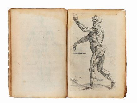  Vesalius Andreas : Suorum de humani corporis fabrica librorum epitome: cum iconibus elegantissimis iuxta Germana authoris delineationem artifitiose iam-pridem ex aere expressis...  Hendrik Botter  - Asta Libri & Grafica - Libreria Antiquaria Gonnelli - Casa d'Aste - Gonnelli Casa d'Aste