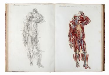  Mascagni Paolo : Anatomia universale [...] rappresentata con tavole in rame ridotte a minori forme di quelle della grande edizione pisana per Antonio Serantoni... Medicina, Anatomia, Figurato, Medicina, Collezionismo e Bibliografia  Antonio Serantoni  - Auction Books & Graphics - Libreria Antiquaria Gonnelli - Casa d'Aste - Gonnelli Casa d'Aste