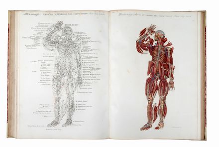  Mascagni Paolo : Anatomia universale [...] rappresentata con tavole in rame ridotte a minori forme di quelle della grande edizione pisana per Antonio Serantoni...  Antonio Serantoni  - Asta Libri & Grafica - Libreria Antiquaria Gonnelli - Casa d'Aste - Gonnelli Casa d'Aste