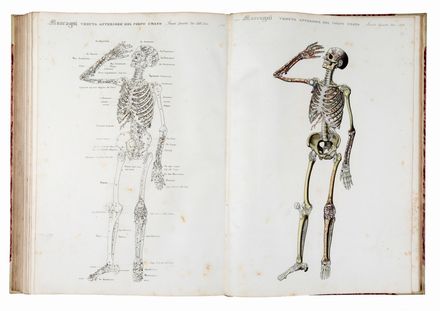  Mascagni Paolo : Anatomia universale [...] rappresentata con tavole in rame ridotte a minori forme di quelle della grande edizione pisana per Antonio Serantoni...  Antonio Serantoni  - Asta Libri & Grafica - Libreria Antiquaria Gonnelli - Casa d'Aste - Gonnelli Casa d'Aste